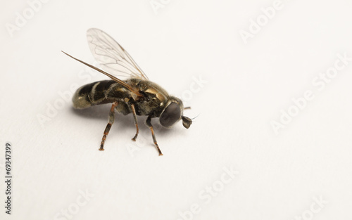 A macro photo of a Hoverfly isolated on a white background