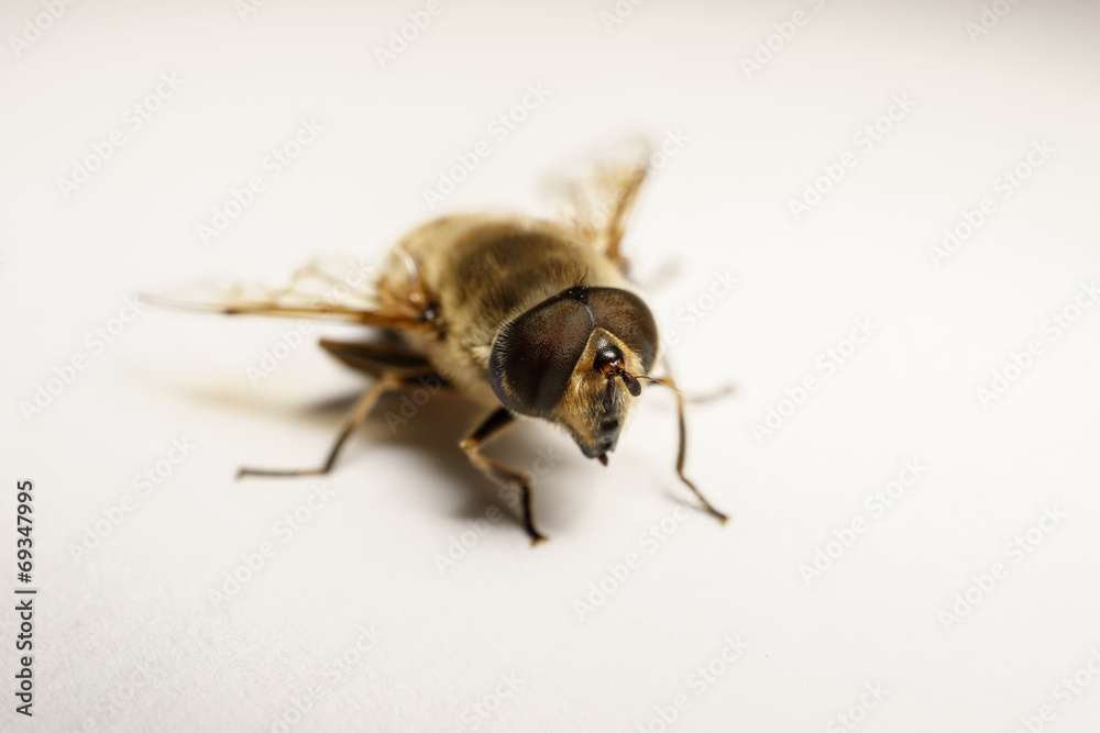 A macro photo of a Hoverfly isolated on a white background A macro photo of a Hoverfly isolated on a white background
