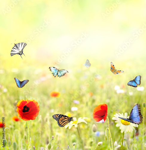 prato fiorito con farfalle © luigi giordano