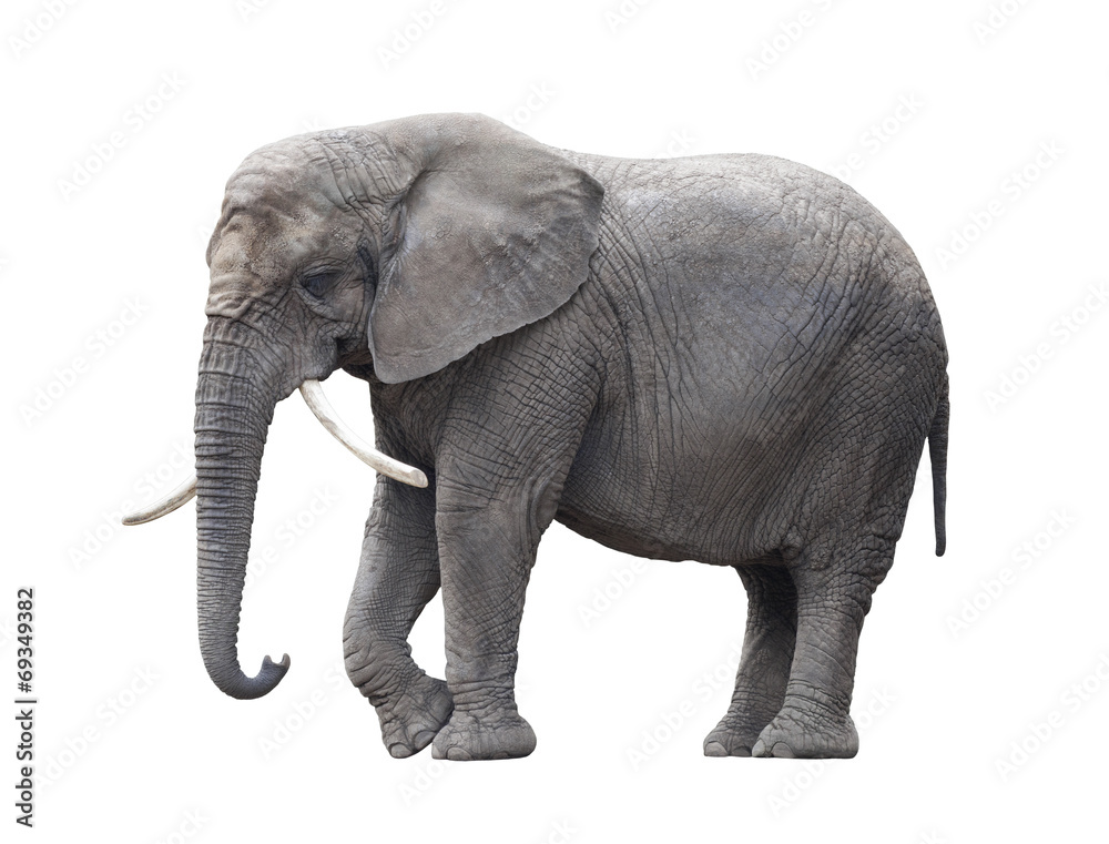 Naklejka premium African elephant isolated on white with clipping path