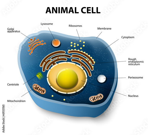 Animal cell cut-away