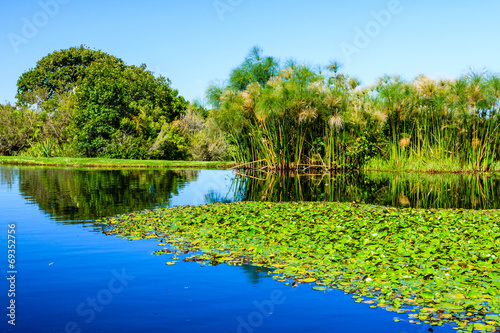 Teich mit Seerosen