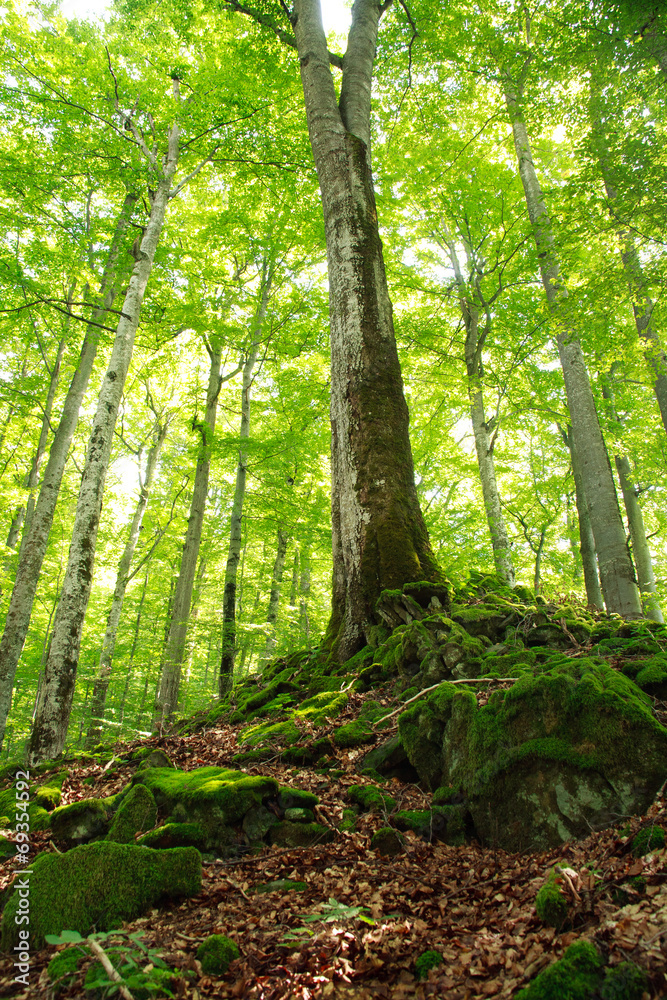 Old green mossy forest and tall trees, close-up Old green mossy forest and tall trees, close-up