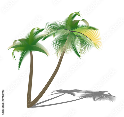 Isolated palm trees with shade.illustration