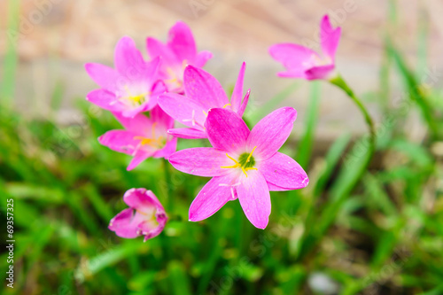 Pink lily rain lily flower