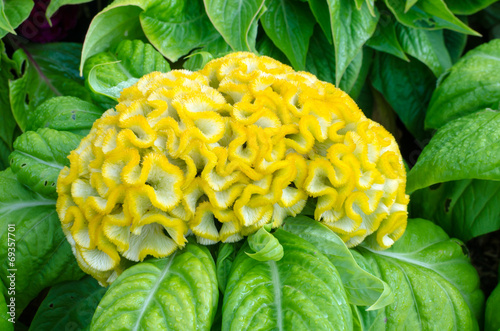 yellow Cockscomb flower
