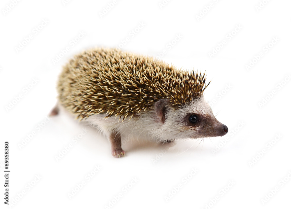 Fototapeta premium Hedgehog isolate on white background