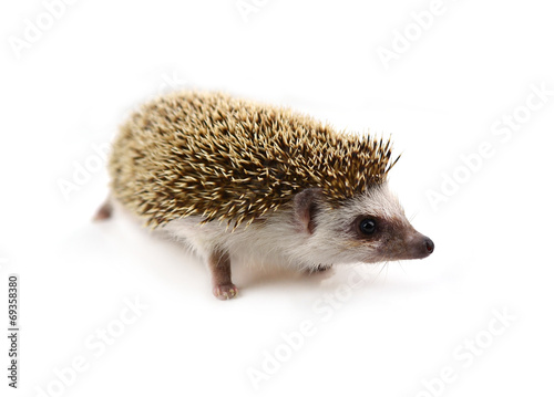 Hedgehog isolate on white background