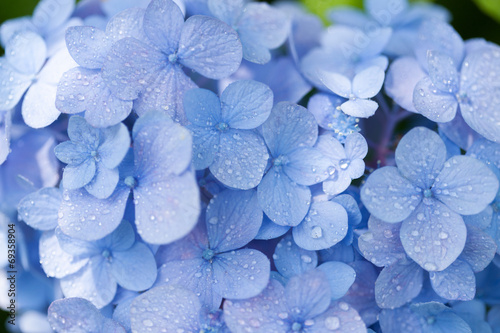 Fototapeta Naklejka Na Ścianę i Meble -  アジサイの花