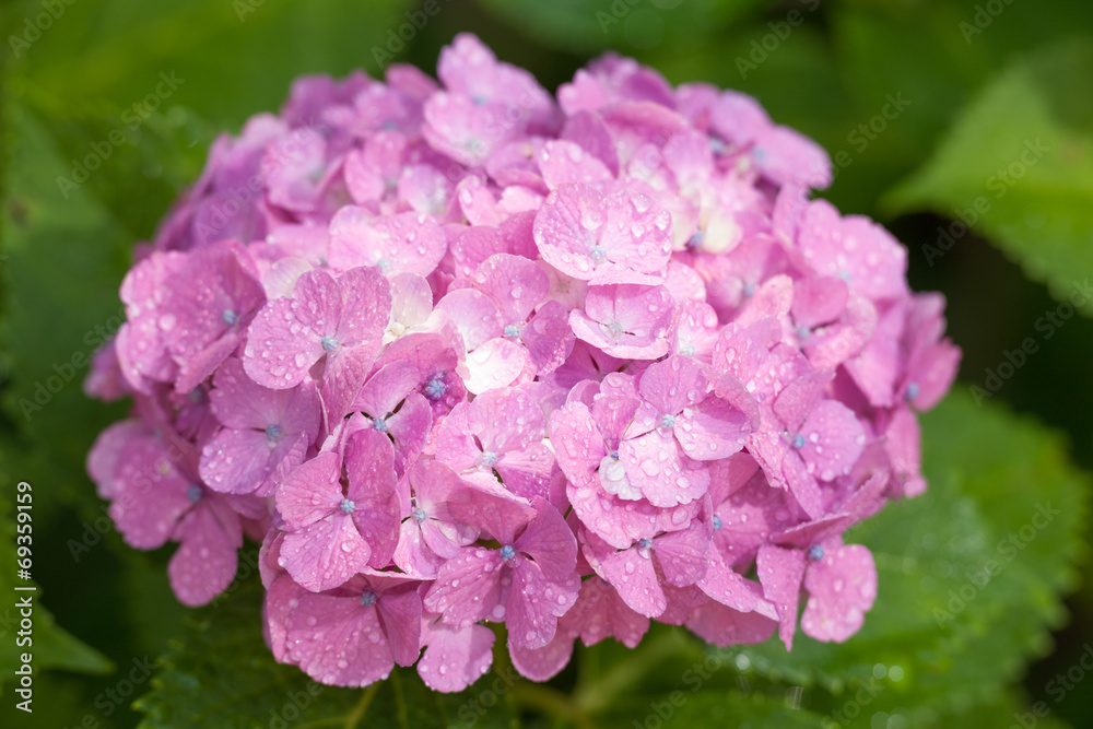 アジサイの花 アジサイの花