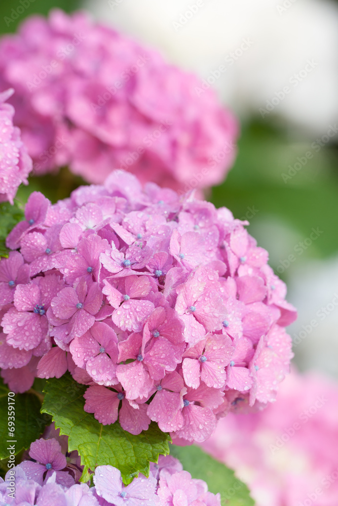 Obraz premium アジサイの花