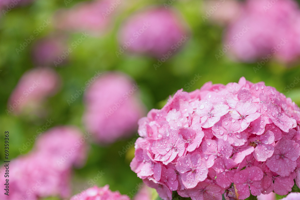 アジサイの花 アジサイの花