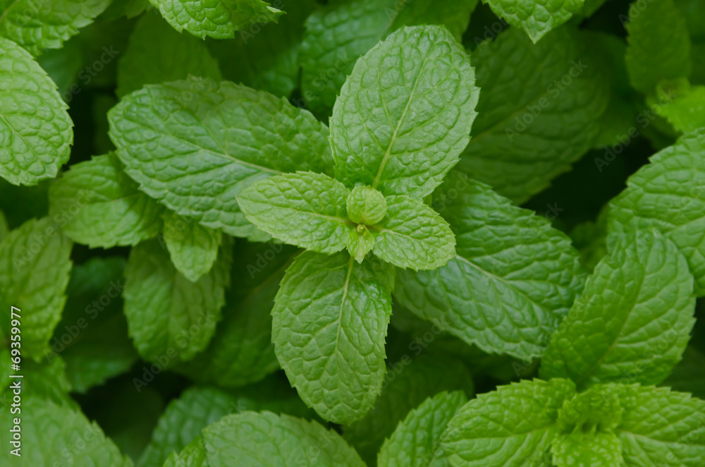 Kitchen Mint,Marsh Mint herbs and vegetable Kitchen Mint,Marsh Mint herbs and vegetable