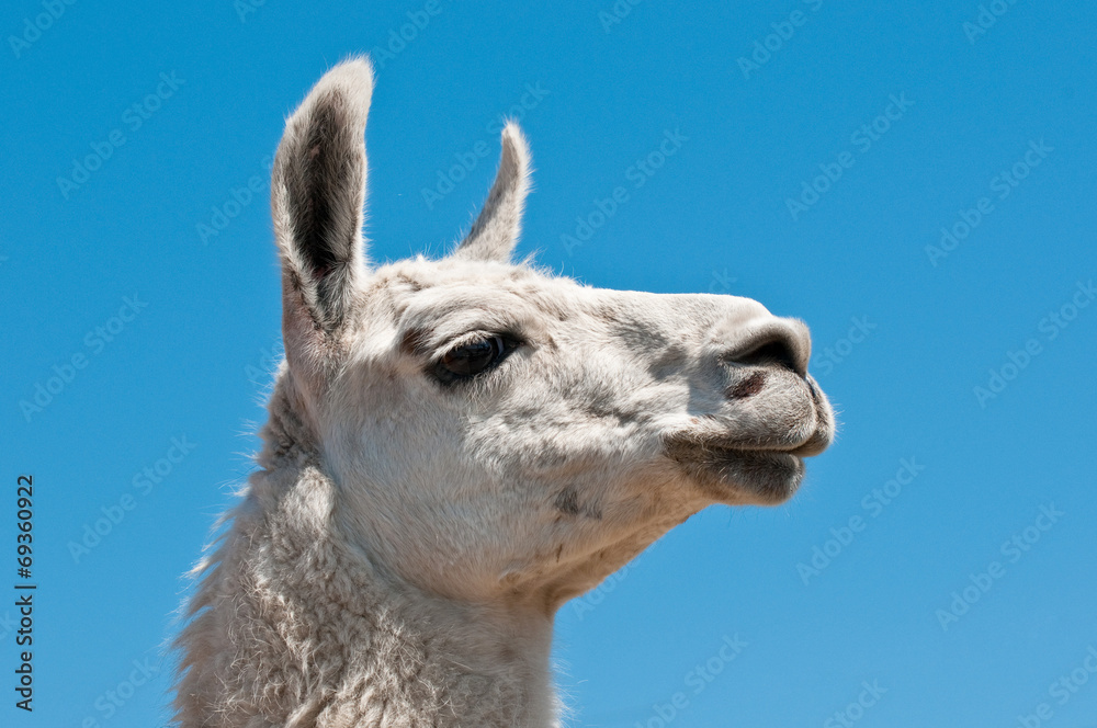 Obraz premium White lama