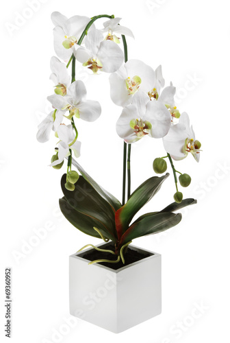Fototapeta Naklejka Na Ścianę i Meble -  weisse freigestellte orchidee