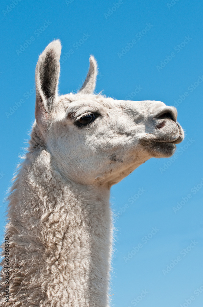 Obraz premium White lama