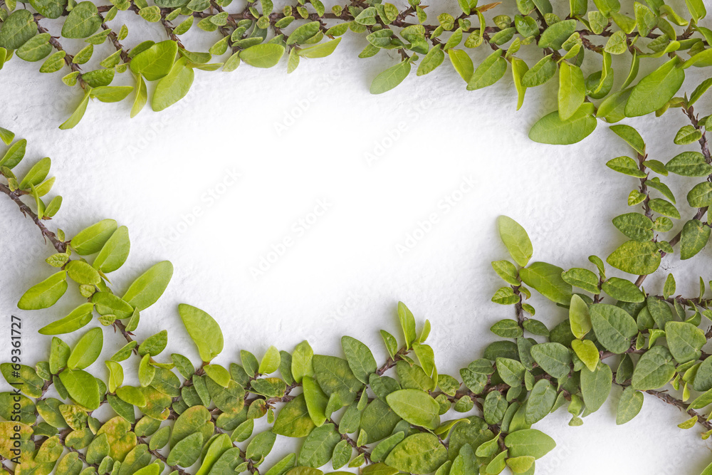 Naklejka premium green fresh leaves frame