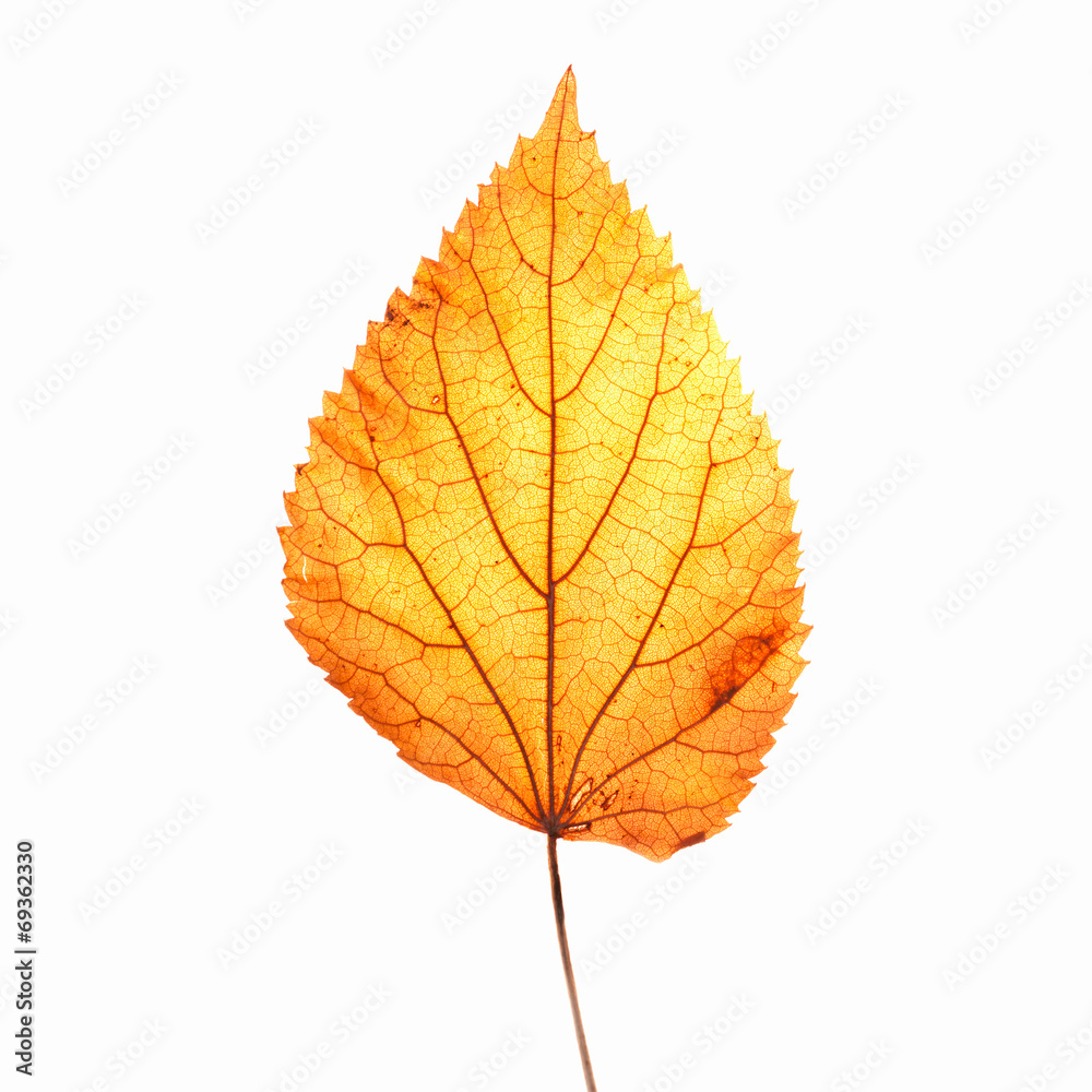 Fall leaf isolated on white Fall leaf isolated on white
