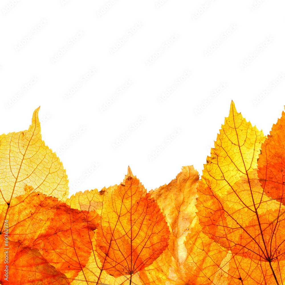 Frame composed of colorful autumn leaves Frame composed of colorful autumn leaves