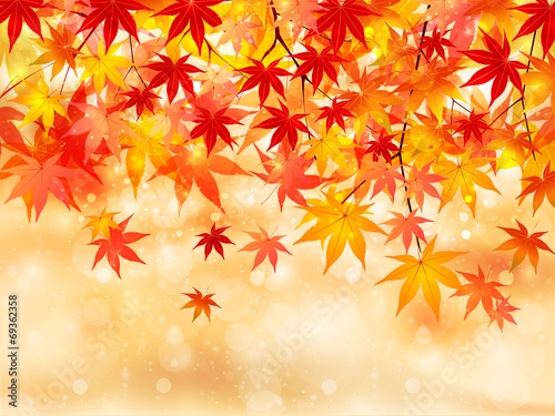 もみじ　紅葉　背景