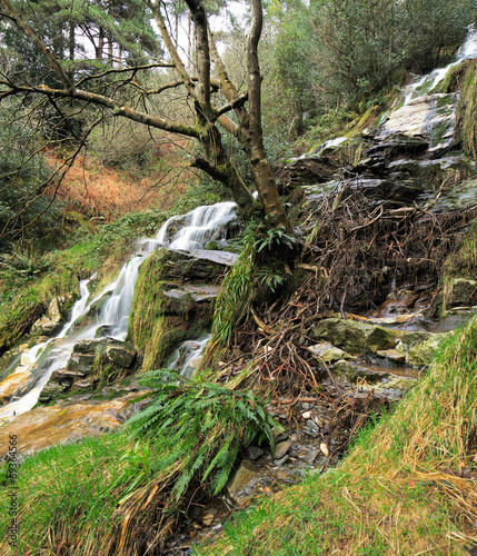 Fototapeta Naklejka Na Ścianę i Meble -  Stream in the forest surrounded by a beautiful scenics