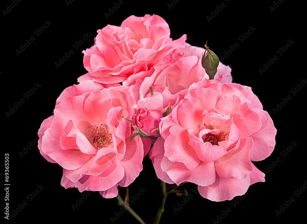 Pink rose on black - obrazy, fototapety, plakaty 