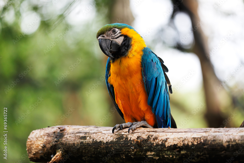 Blue and Gold Macaw Parrot