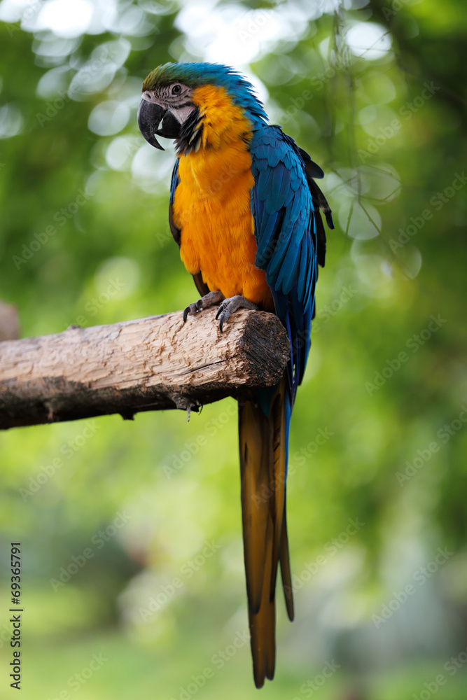 Naklejka premium Blue and Gold Macaw Parrot