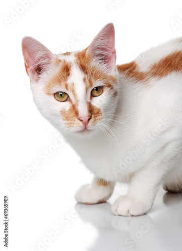 Young white and red cat on a white background