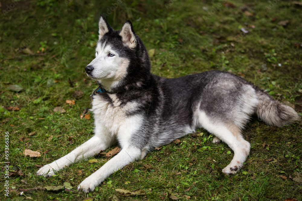 Siberian Husky Siberian Husky