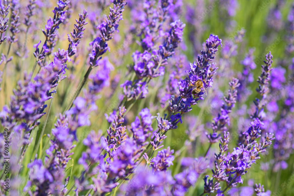 Obraz premium lavender flowers with bee in France