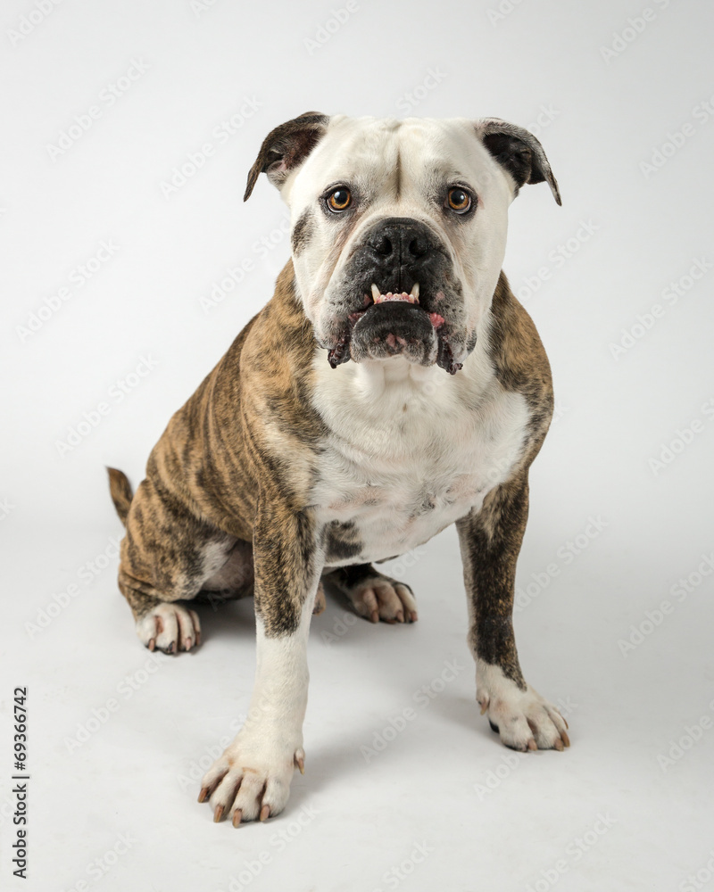 English Bulldog