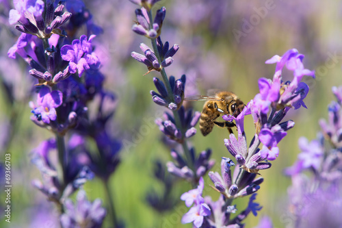 Fototapeta Naklejka Na Ścianę i Meble -  lavender flowers with bee in France