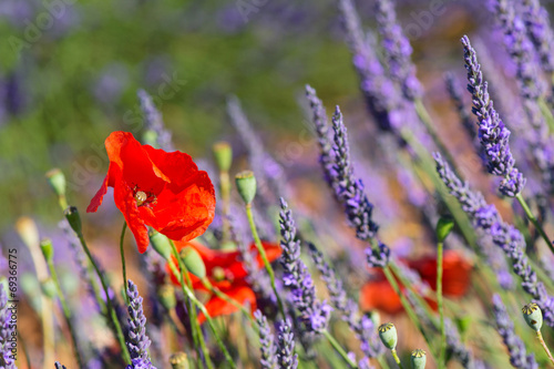 lavender field in France with red poppies