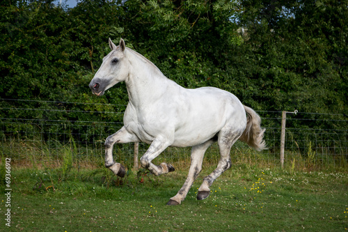 White Horse © dazb75