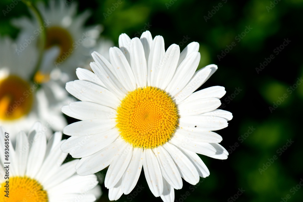 Obraz premium Margerite