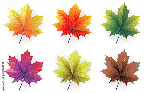 Autumn maple leaves