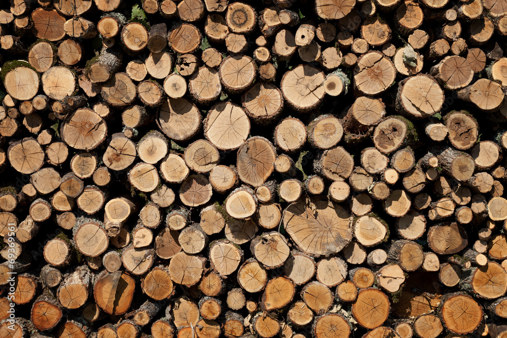 Firewood stacked in the woodpile