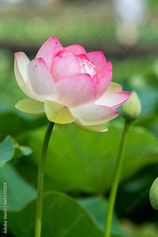 蓮の花