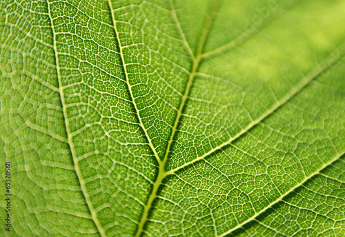 Green Leaf