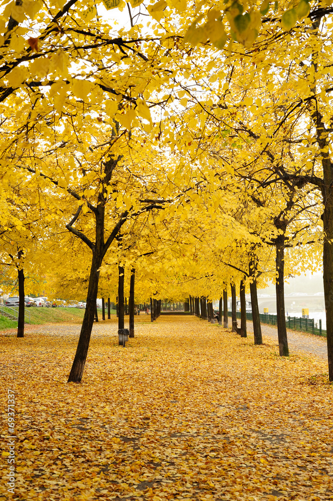 Naklejka premium Golden autumn