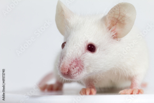 White laboratory mouse (BALB/C), white background