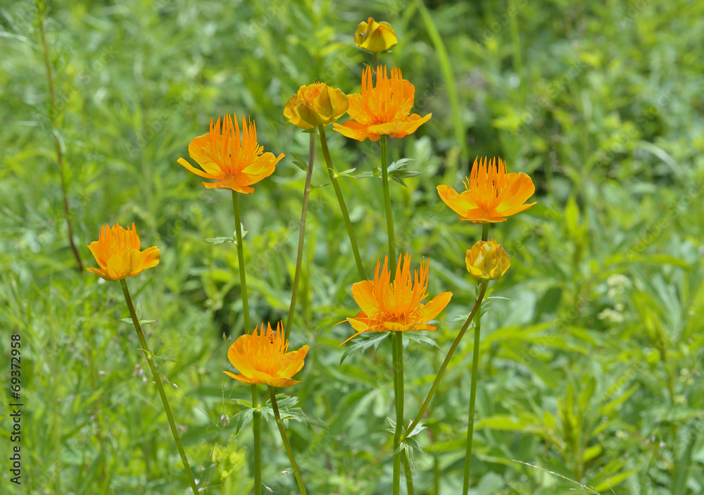 Globe-flower (Trollius chinensis) 3 Globe-flower (Trollius chinensis) 3