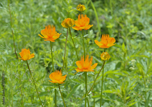 Globe-flower  Trollius chinensis  3