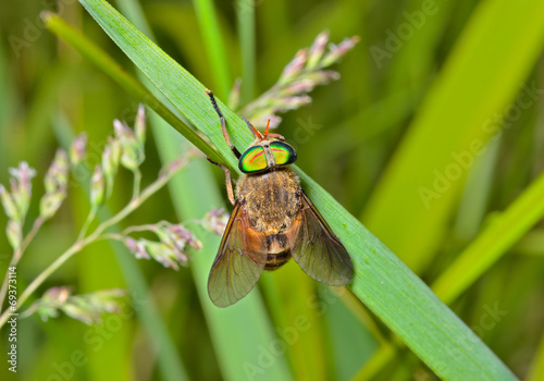 Fly on grass-blade 6 photo