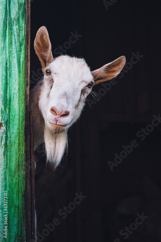 Fototapete curious hornless goat