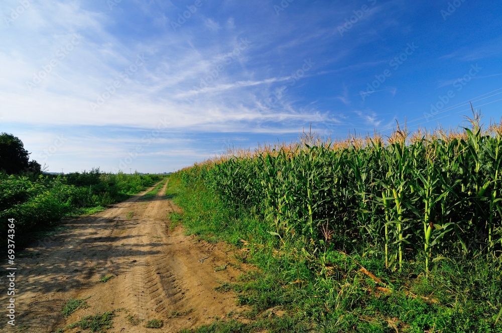 Rural road next to the corn field