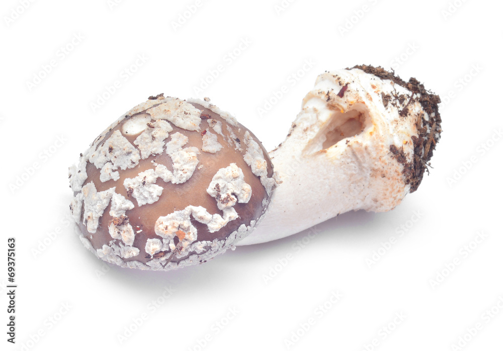 amanita rubescens amanita rubescens