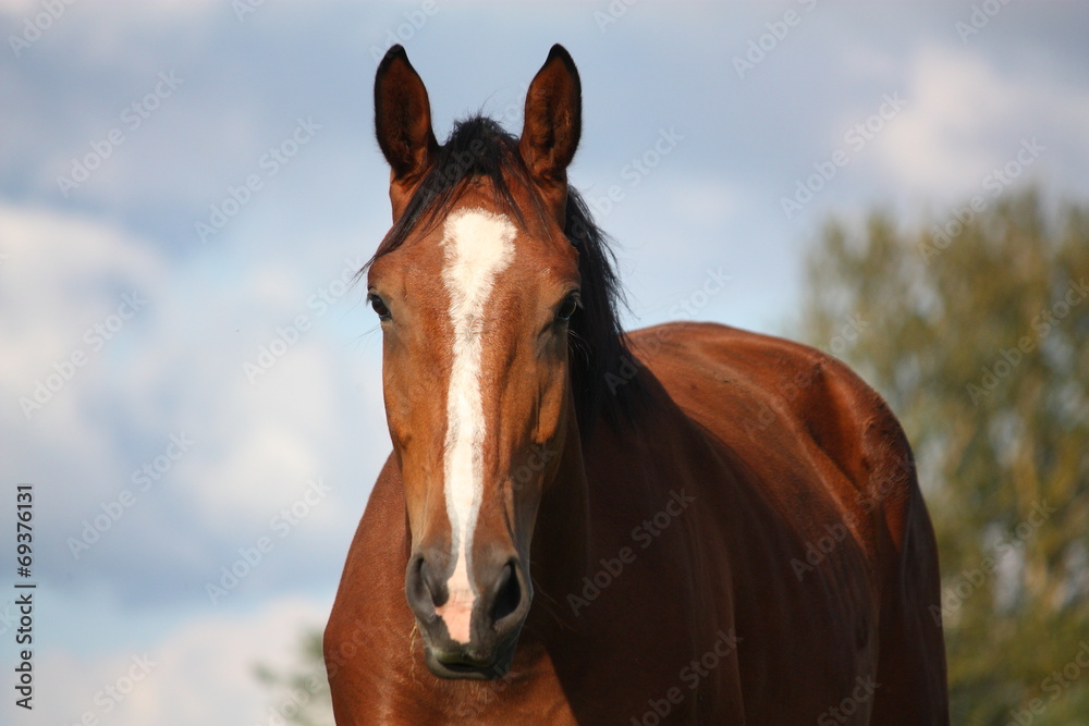 Brown horse portrait at the field in summer Brown horse portrait at the field in summer