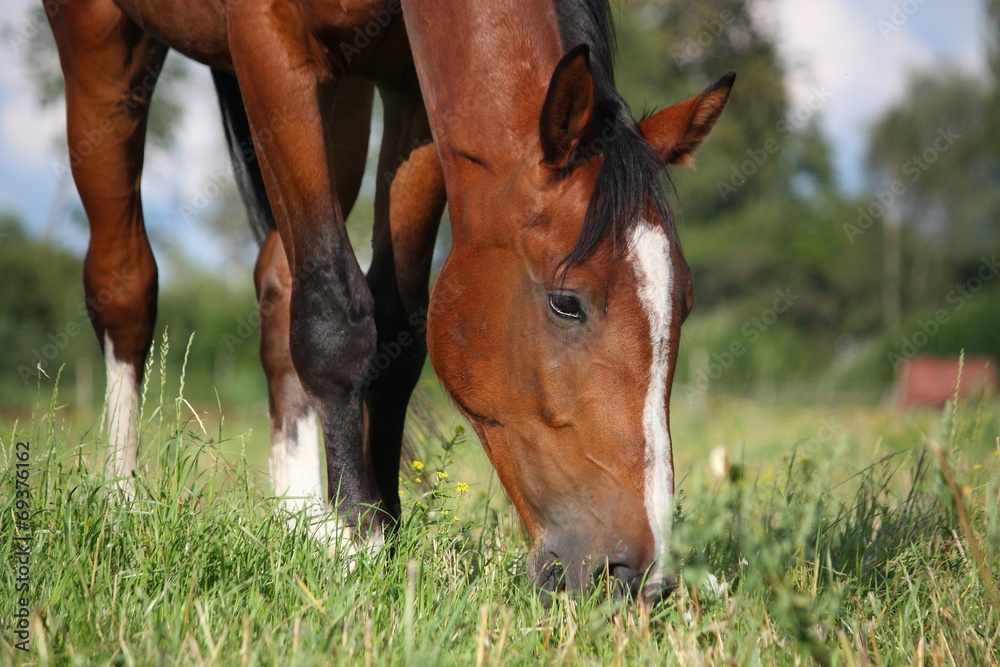 Obraz premium Koń gniady jedzący trawę